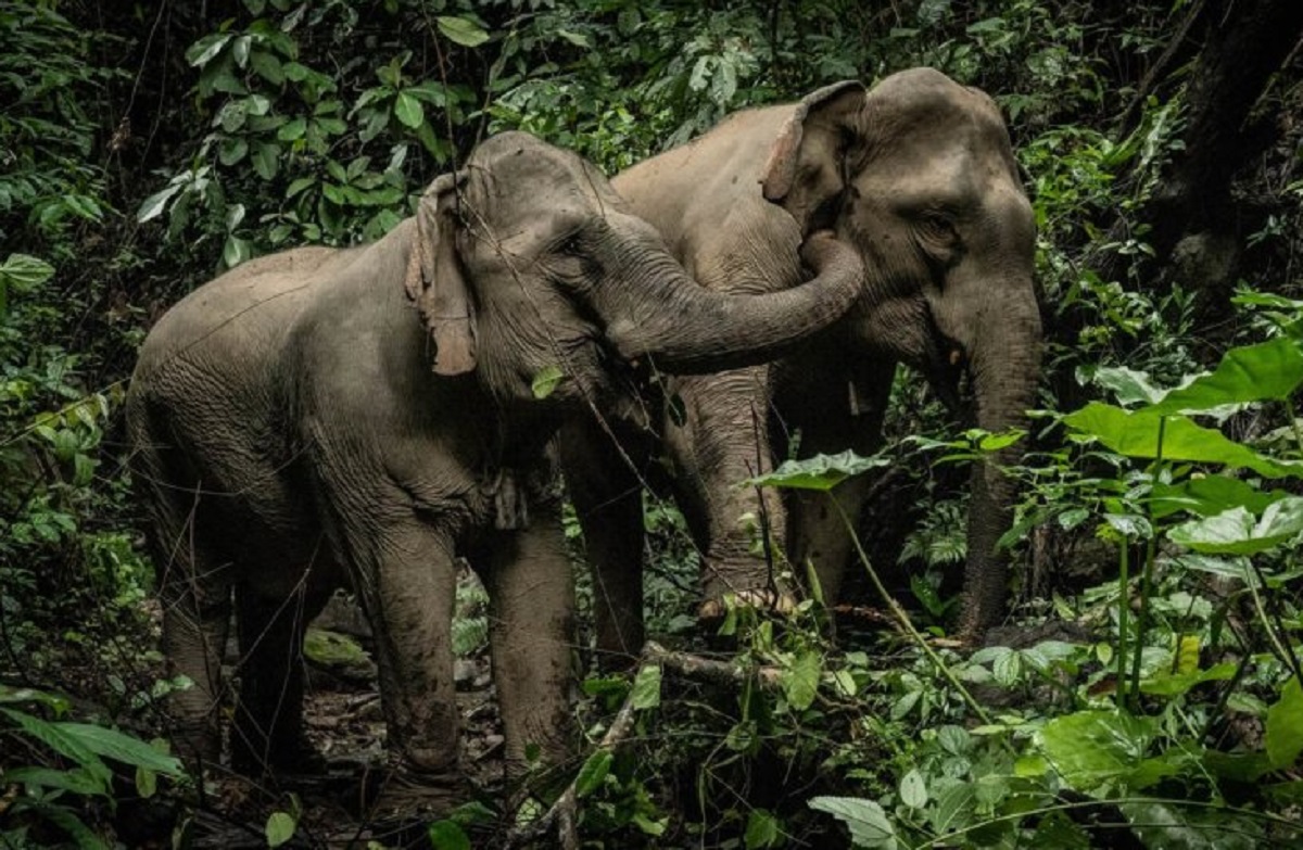 Comme touriste, il est possible de séjourner à l’Elephant Conservation Center, grâce à quatre formules - DR : @vincentt_photography, Elephant Conservation Center