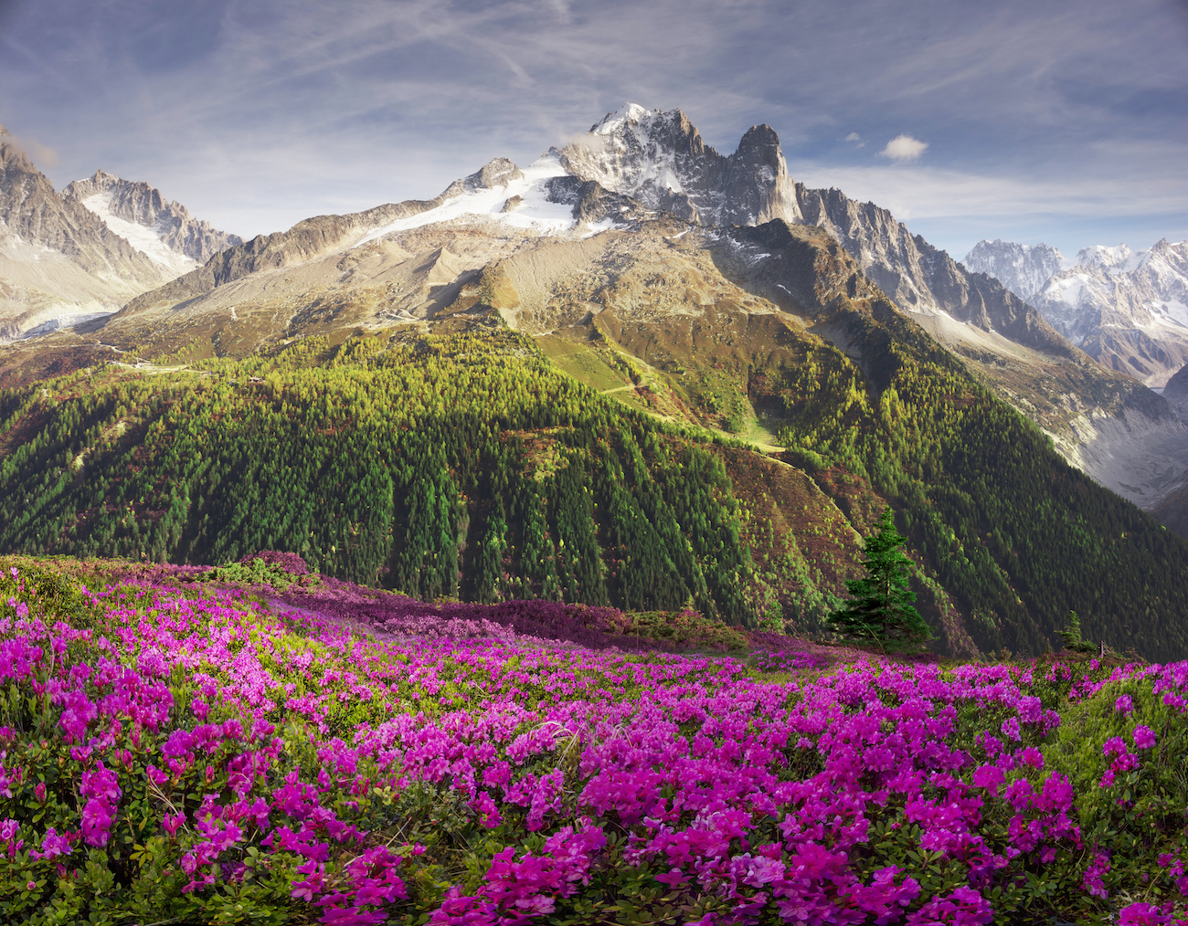 Les champs de Chamonix en été, espace et nature flamboyante (©DR)