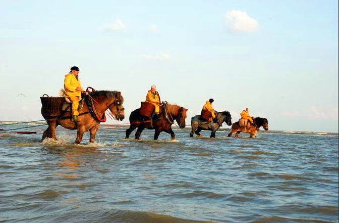 La pêche à la crevette,  des hommes en ciré jaune sur leur cheval de trait brabançons qui ont tant inspiré peintes, écrivains, poètes, sculpteurs, cinéastes et photographes. /photo dr