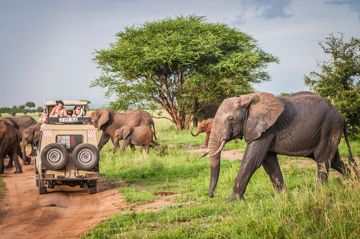 © Savanna Tours & Safaris
