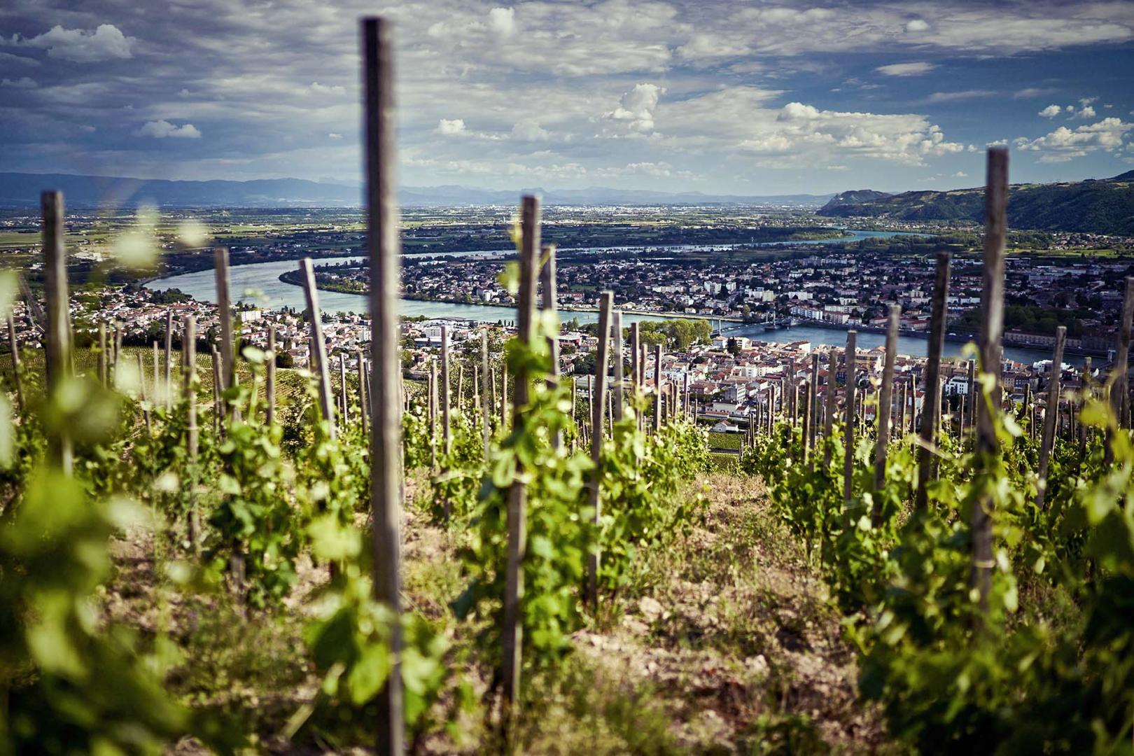 Voyage gourmand dans la Vallée du Rhône (Vallée Gastronomie)