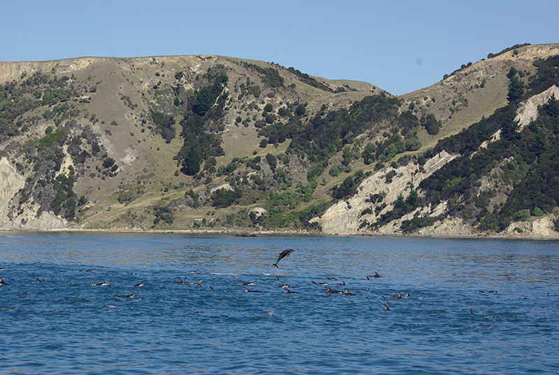 Au bord de l’océan Pacifique, dans l’île du Sud, Kaikoura abrite une colonie importante de cétacés et de dauphins. Un endroit formidable pour tous les amoureux de vie sauvage - DR
