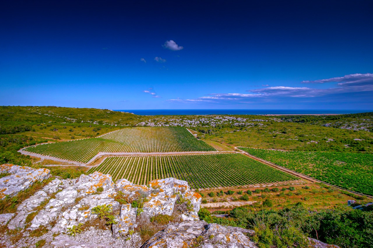 Depuis l’époque romaine, le vin est solidement ancré dans les traditions et la culture de l’Aude. Ici, les vignes de L'Hospitalet (Photo Gilles Deschamps)