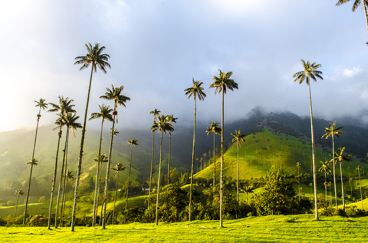 © Shutterstock, palmiers de cire vallée de cocora
