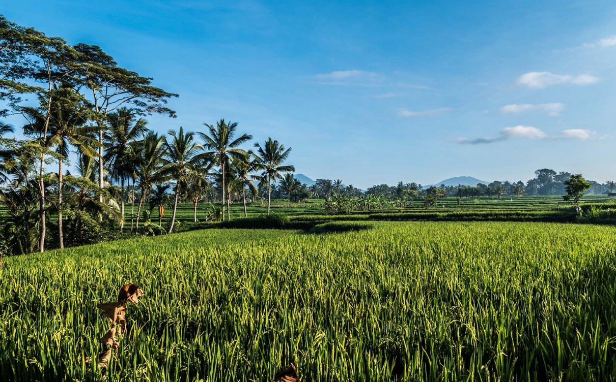 En Indonésie, vous pourrez faire un safari dans la jungle permettant de renouer avec la nature en bénéficiant d’une vue panoramique sur les rizières en fleurs et les montagnes - Photo Hyatt