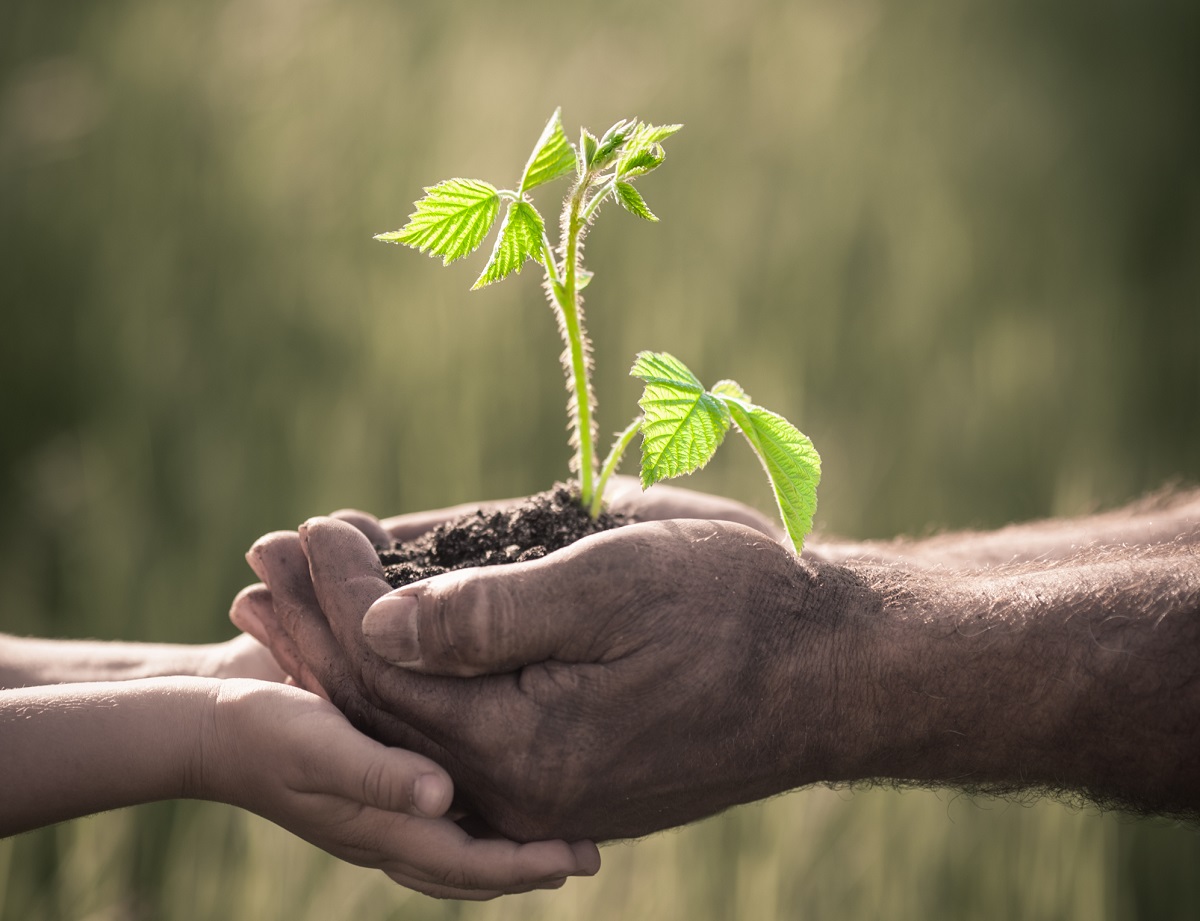 Les plantes sont bien plus intelligentes qu'elles en ont l'air