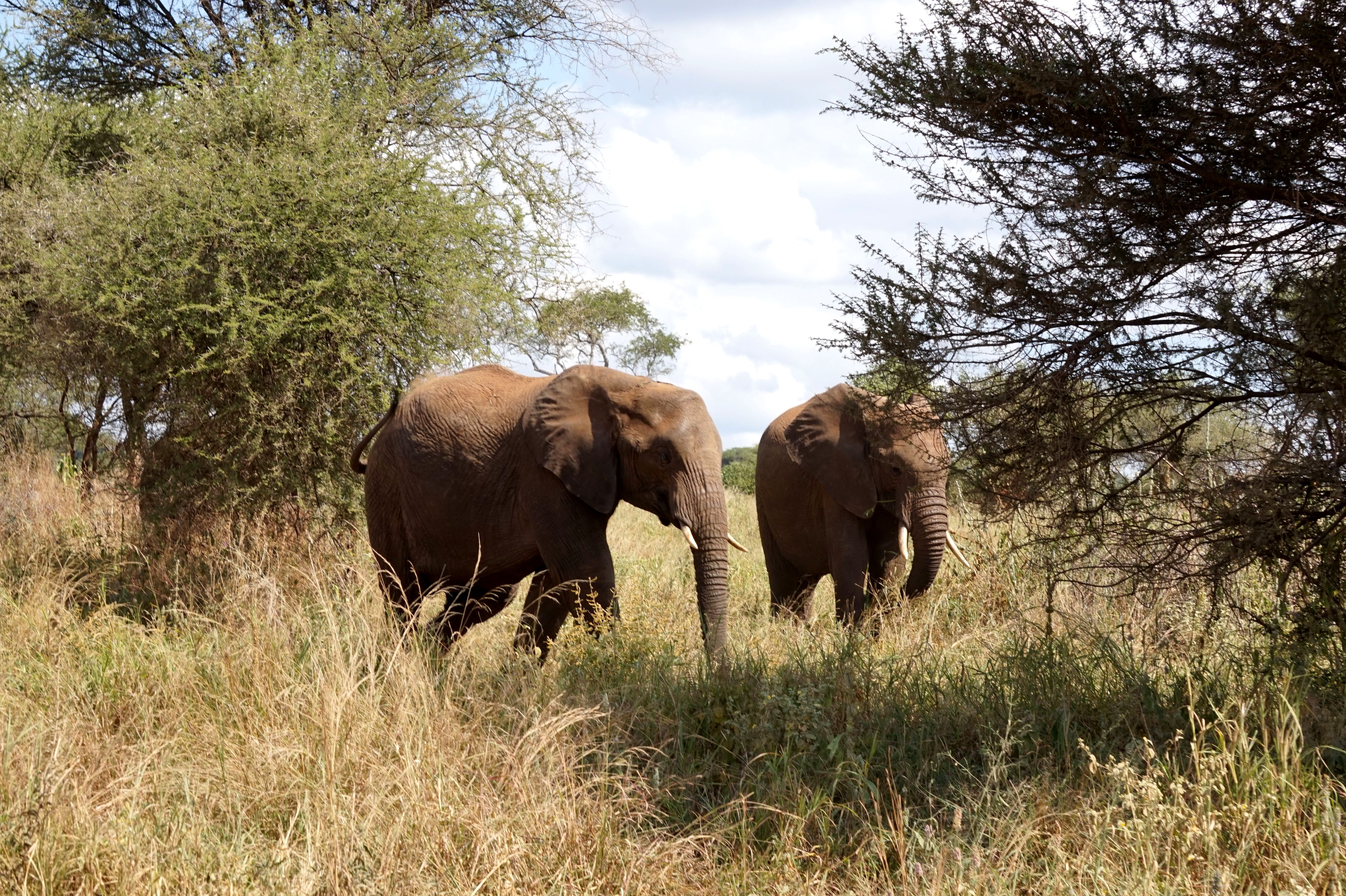 Destiné aux familles, le voyage "Africa wounders" fera découvrir plusieurs pays africains, notamment la Tanzanie (ici, dans le parc du Serengeti). (@PB)