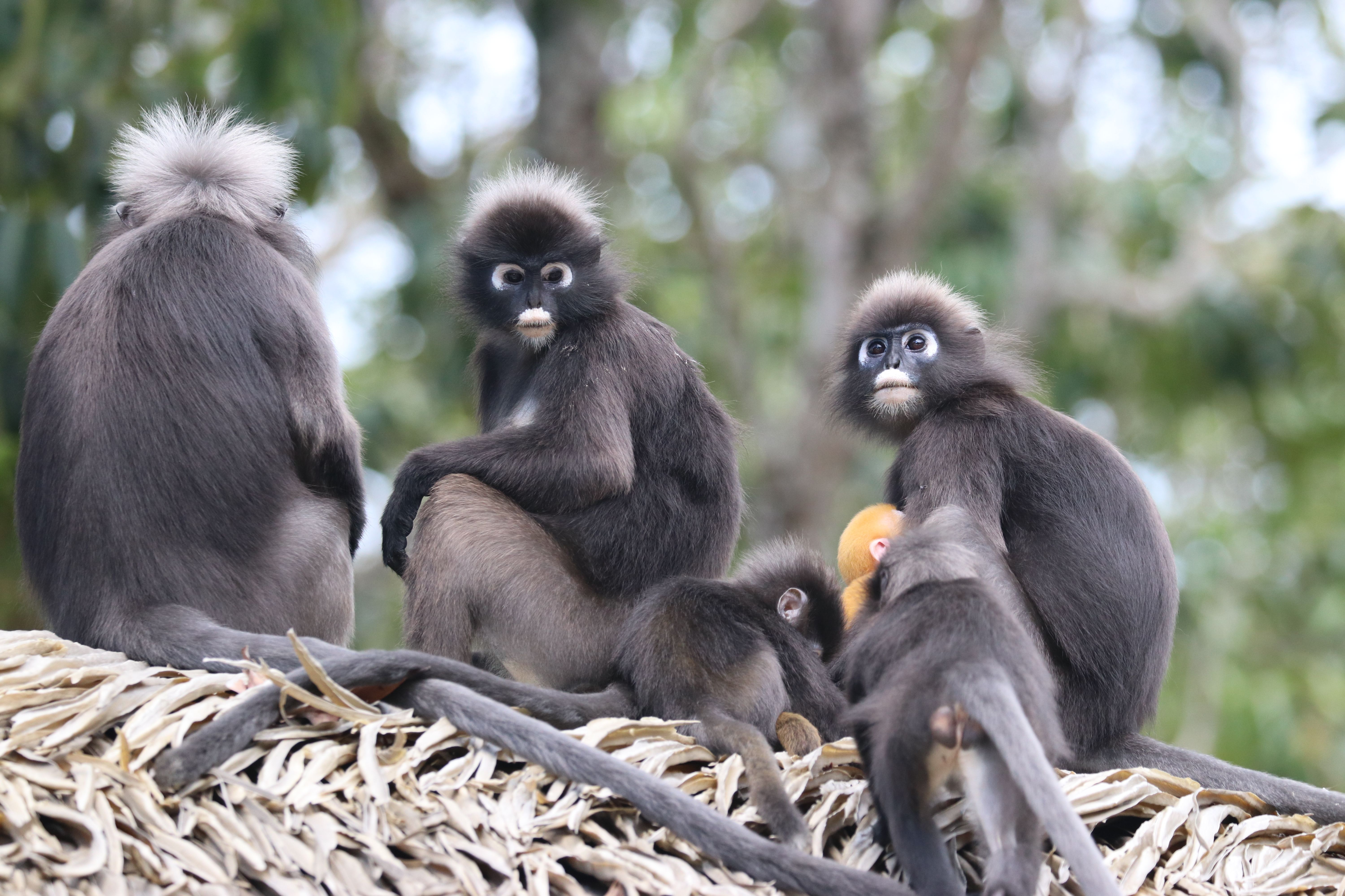 Les singes à lunettes font partie des espèces que les clients du Datai peuvent croiser dans la forêt ( © Eric Martin/ Datai Langkawi)