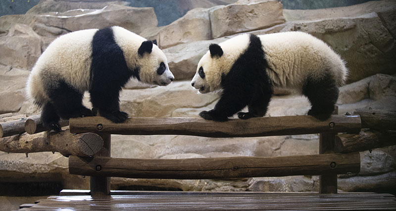 © ZooParc de Beauval