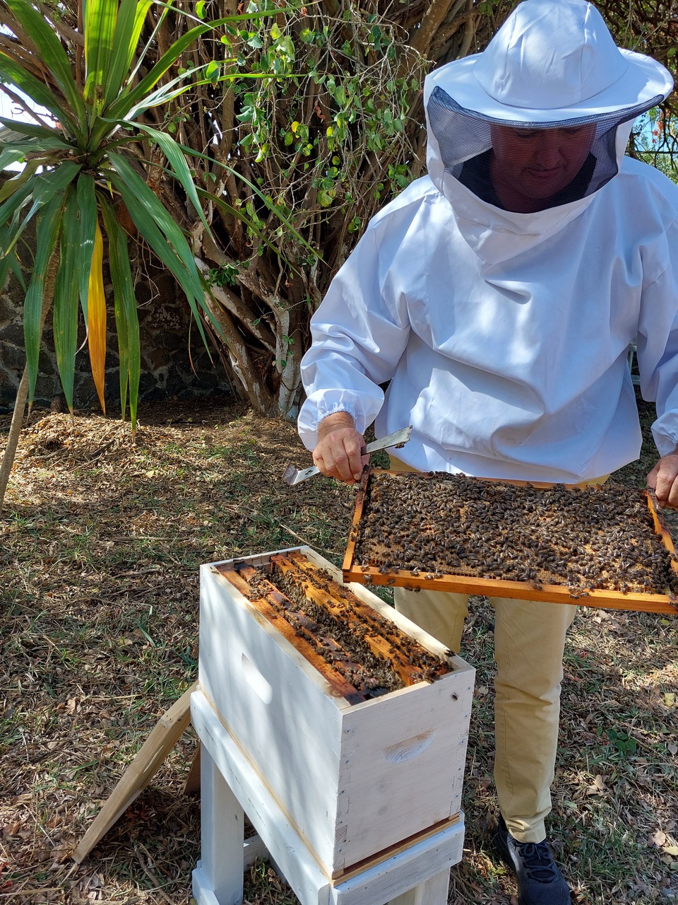 Dans chaque hôtel, des ruches témoignent de l'engagement dans le durable du groupe (@Sunlife)