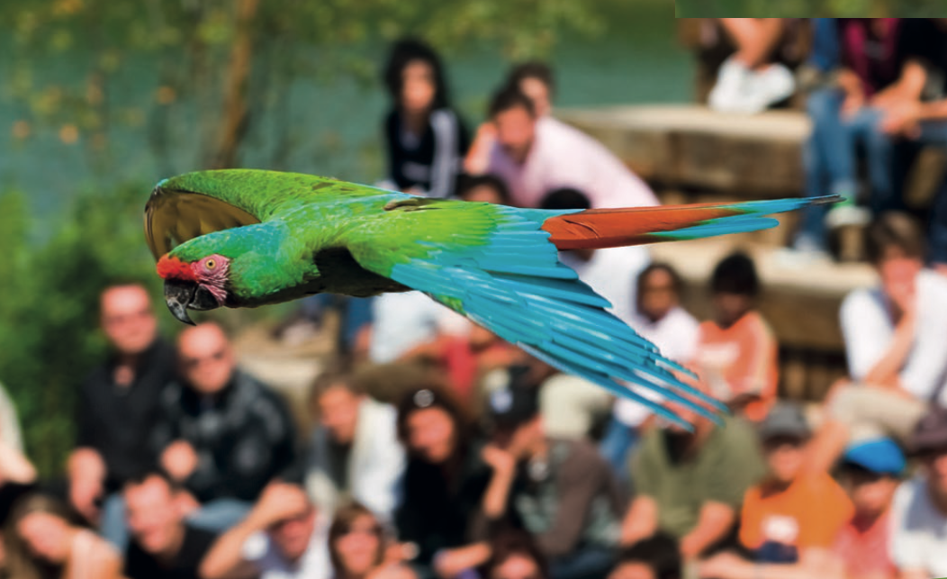 Le Parc des Oiseaux, une des attractions majeures de Rhône-Alpes - ©Parc Oiseaux
