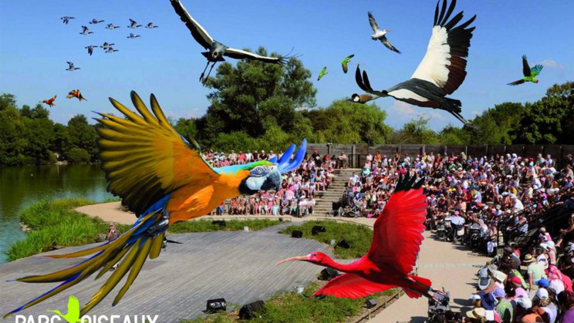 Le spectacle des oiseaux est véritablement l’animation à ne pas manquer cet été au Parc des Oiseaux - DR : Parc des Oiseaux