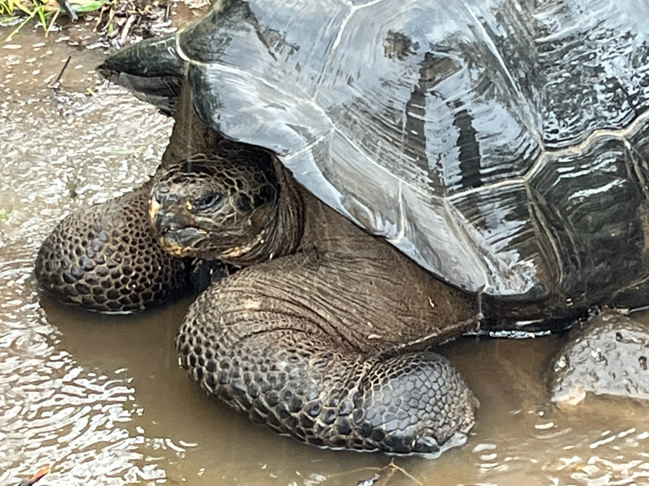 Les tortues géantes des Galápagos peuvent vivre jusqu’à 160 ans (@PB)