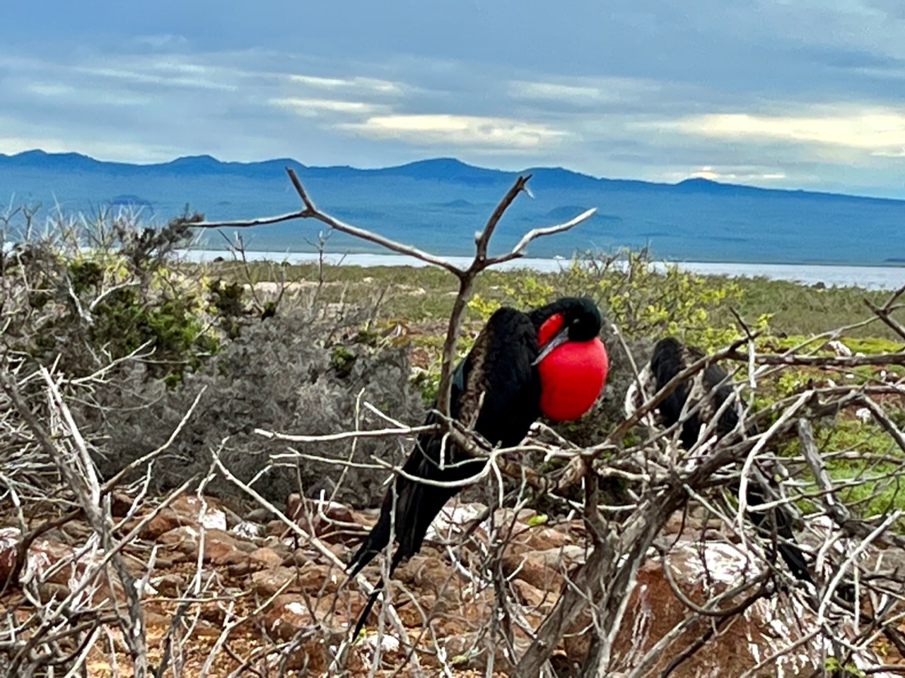 Galápagos : j’ai testé pour vous la croisière-expédition sur le Santa Cruz ll (Hurtigruten)