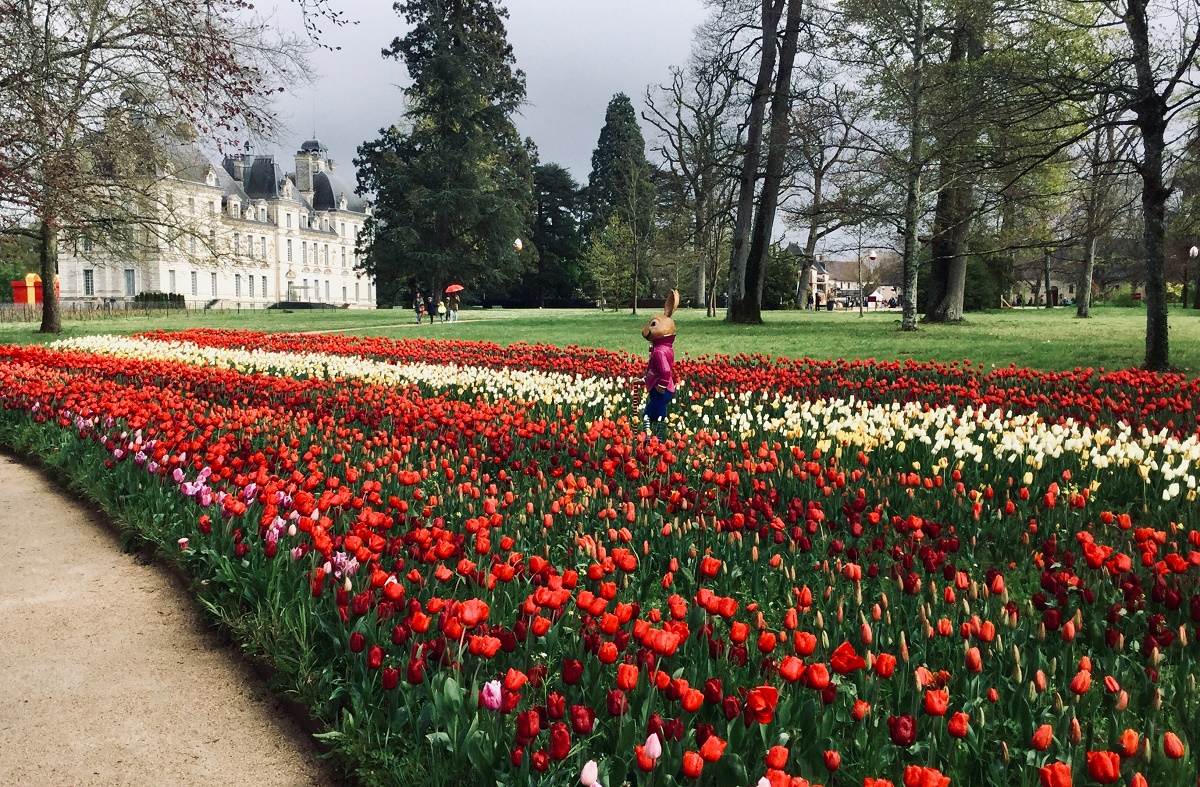 Depuis dix ans, à chaque printemps, la tulipe est reine à Cheverny - DR : J.-P.C.