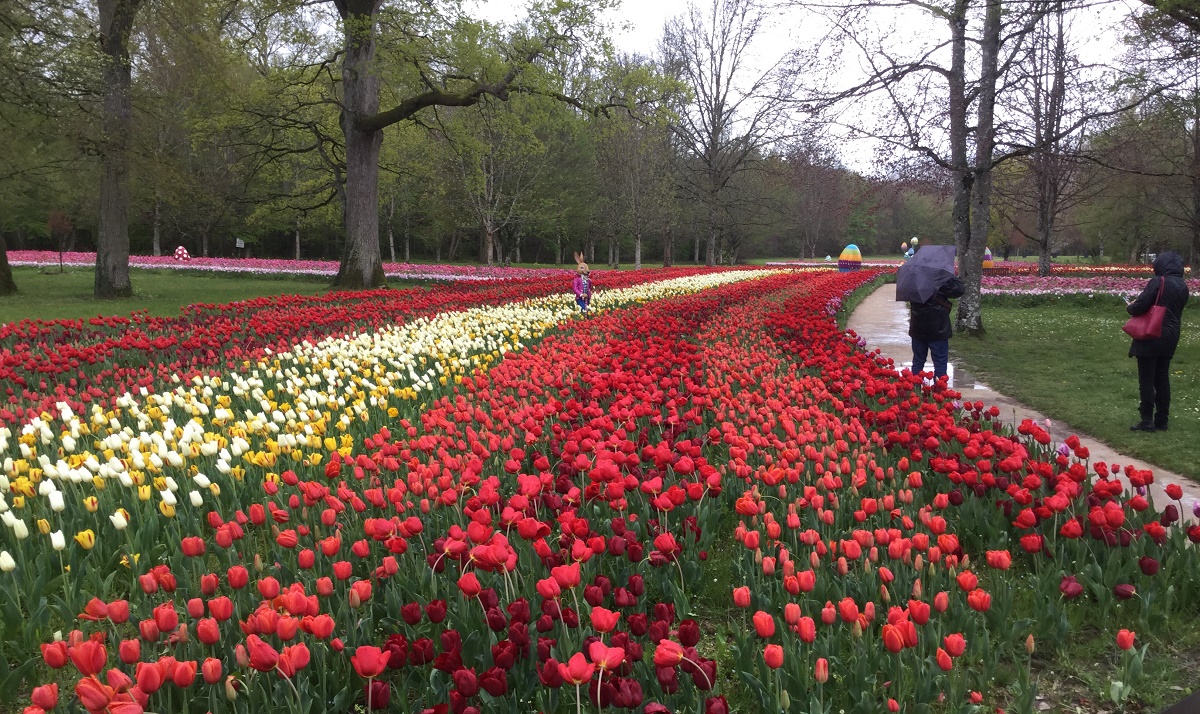 Cette année, un demi-million de tulipes forme deux gigantesques bandeaux dans les jardins de Cheverny  - DR : J.-P.C.