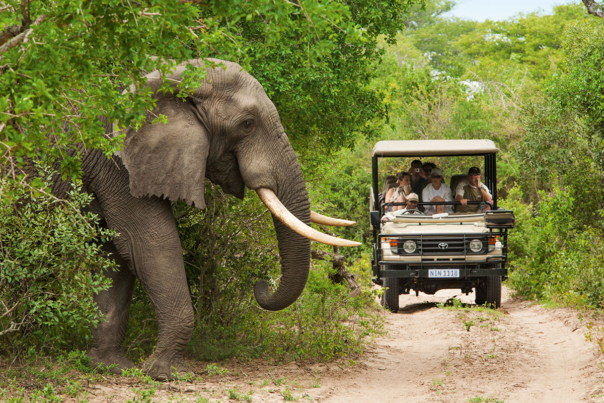 Vivez l’expérience unique d’un safari en Afrique du Sud © South African Tourism