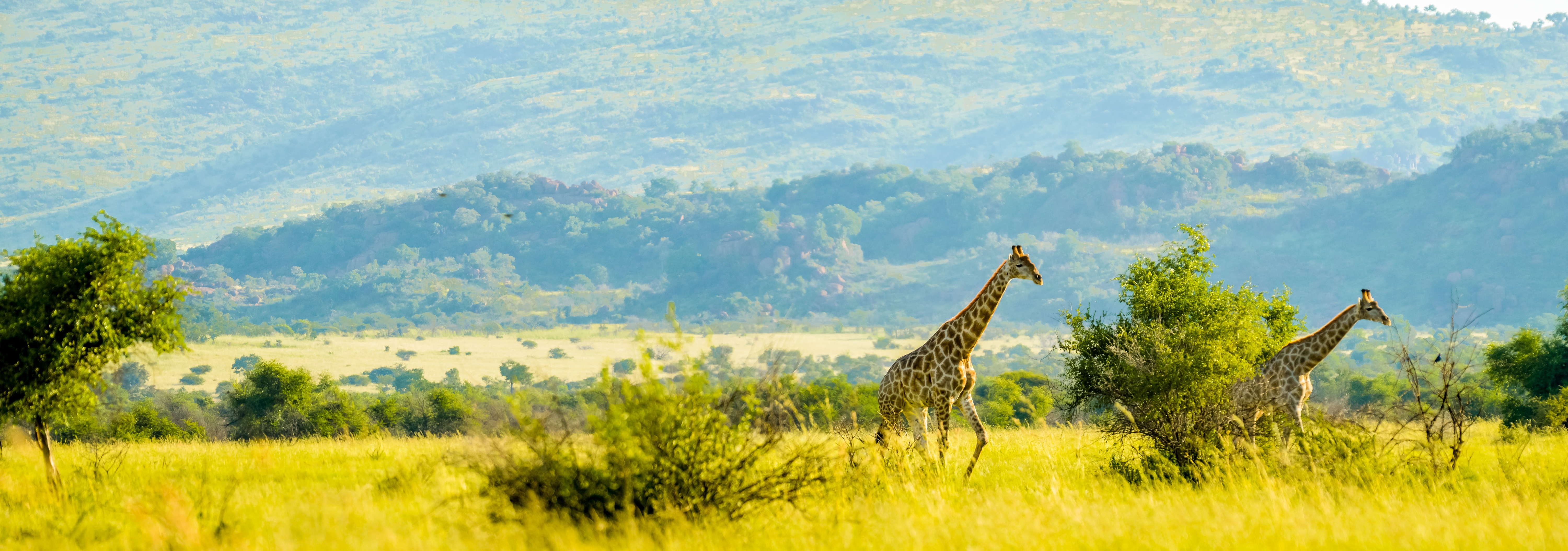 Véritable expérience de safari sud-africain authentique dans le bushveld dans une réserve de gibier © shams Faraz Amir - stock.adobe.com