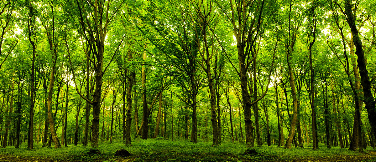 Center Parcs, retrouvez toute l'actualité - Photo : Depositphotos.com