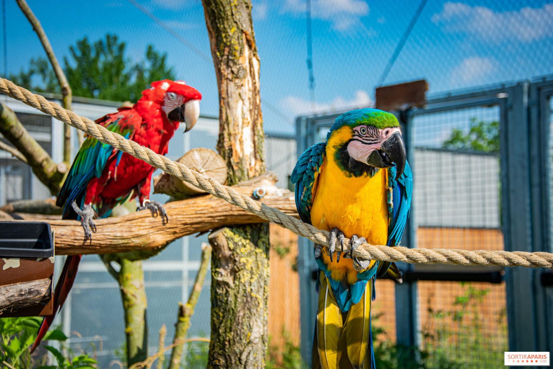 Une extraordinaire collection de perroquets amazoniens (©Parrot World)