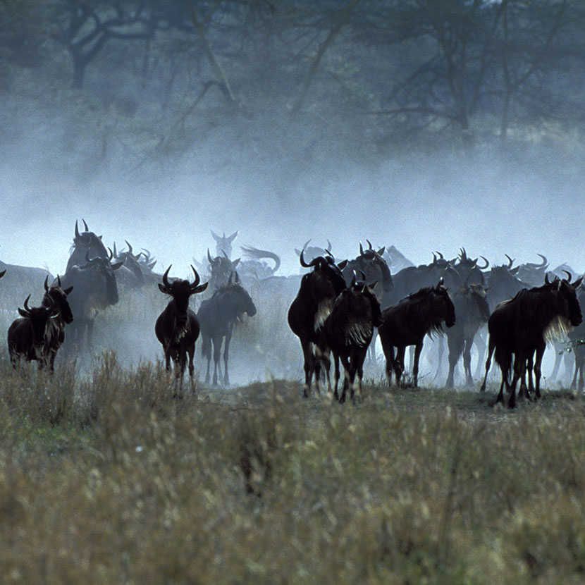 © Tanganyika Expeditions