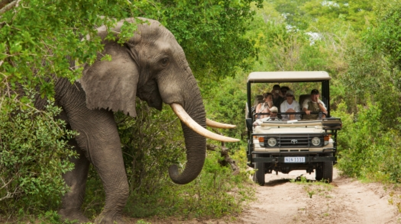 Les réserves animalières, un must du tourisme sud-africain (©SAT)
