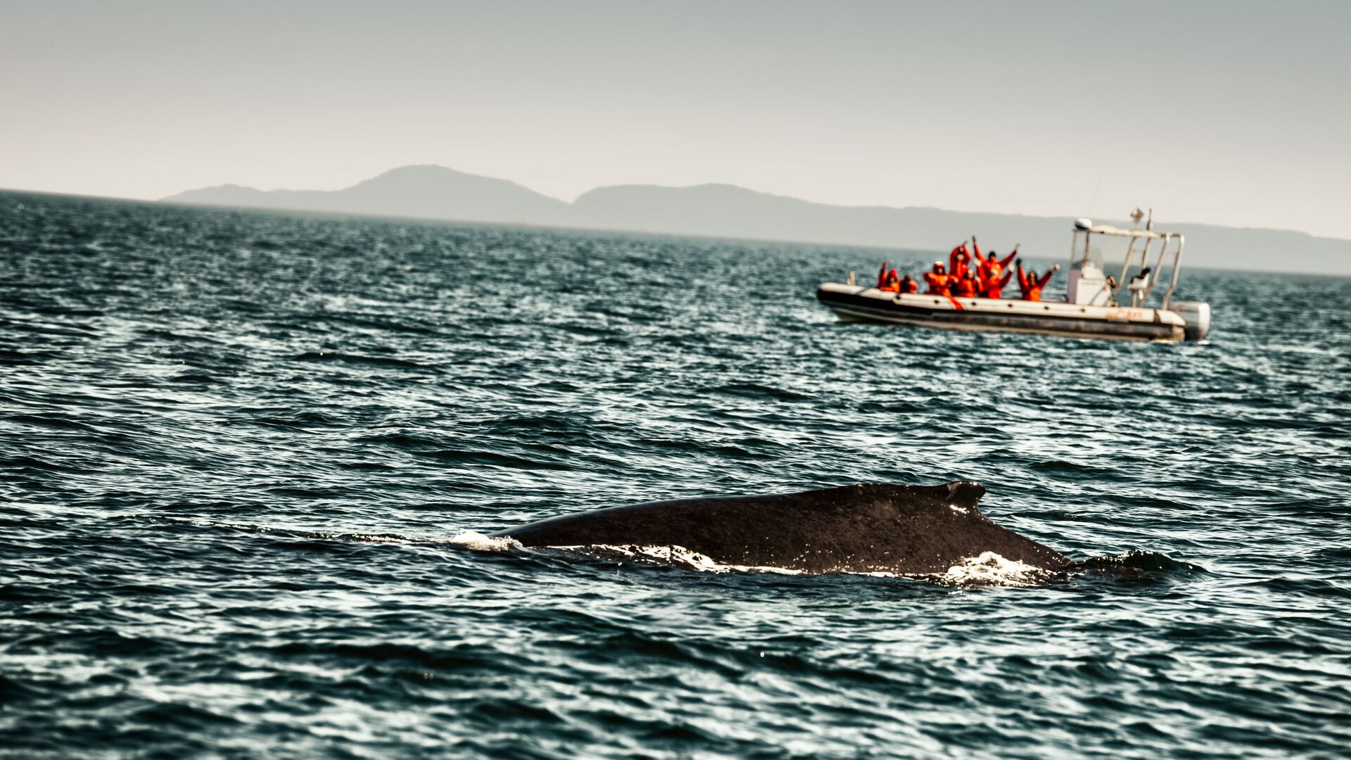 Crédit photo : Baleine à bosse à Tadoussac au Québec © Destination Canada