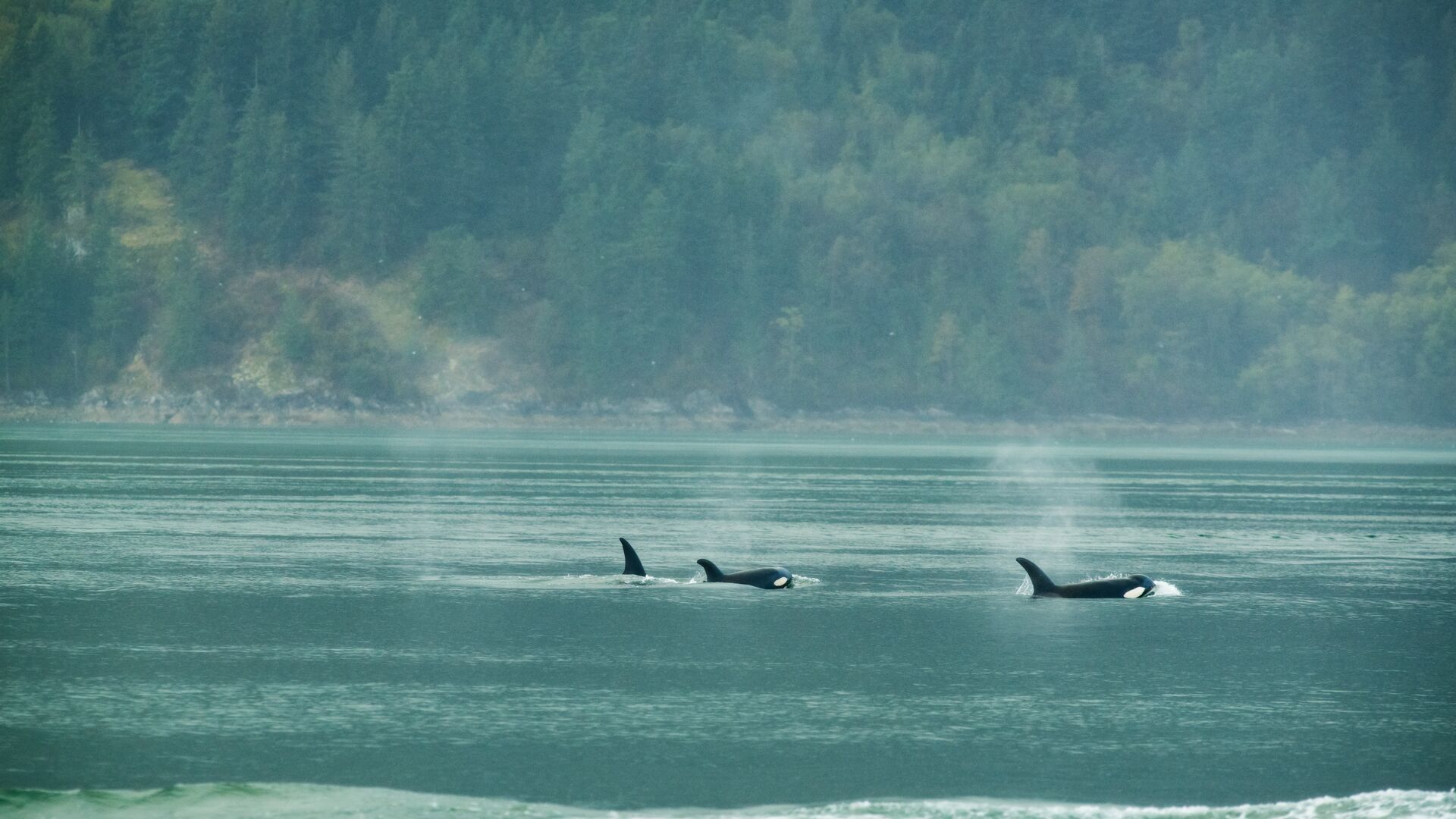 Crédit photo : Groupe d’orques en Colombie-Britannique par Ben Jaworskyj