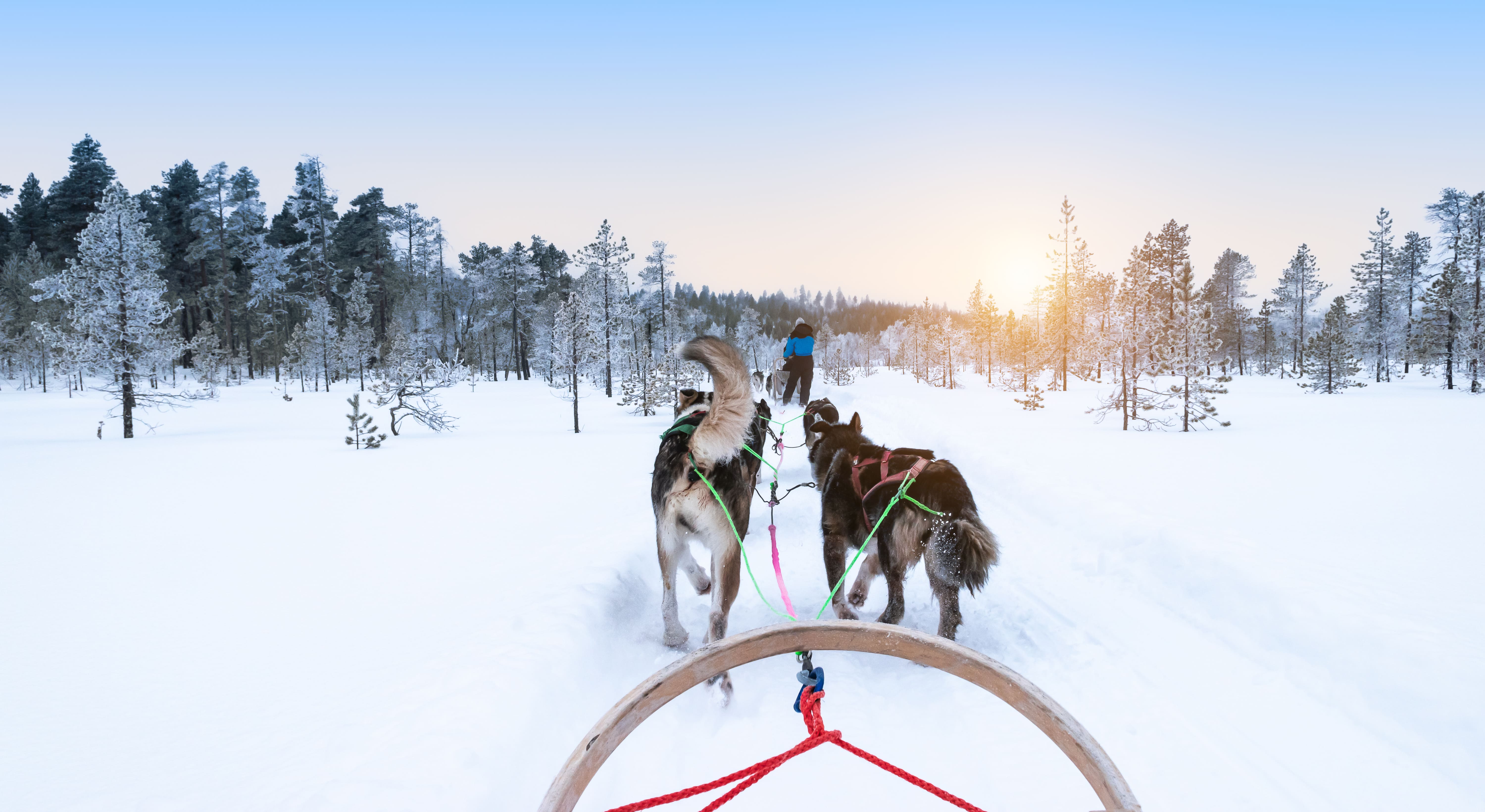 Traîneau à chiens dans une forêt enneigée en hiver, Finlande, Laponie. © napa74 - stock.adobe.com
