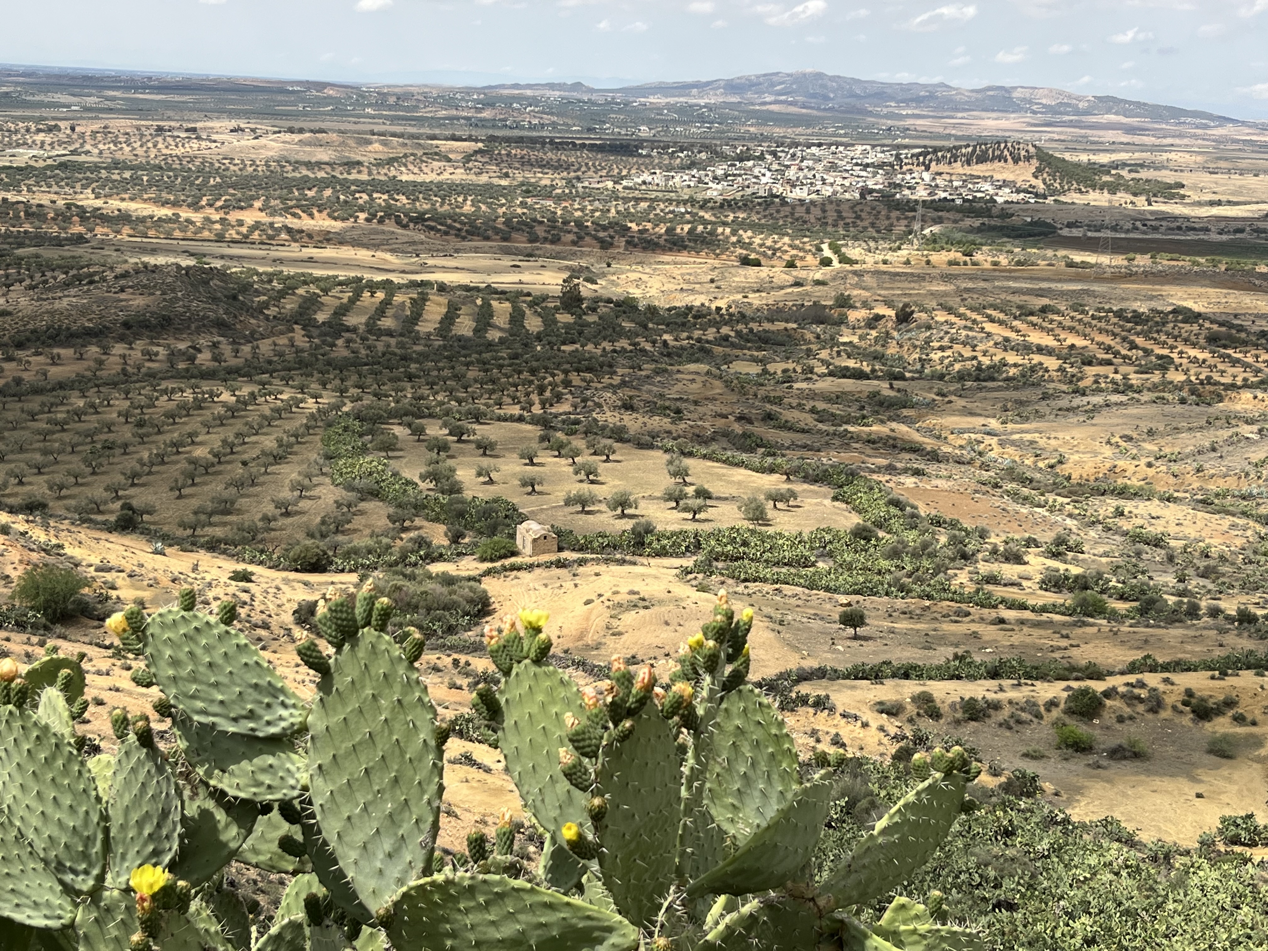 Depuis le village haut-perché de Takrouna, la vue est époustouflante sur la plaine peuplée d'oliviers (Photo Paula Boyer)