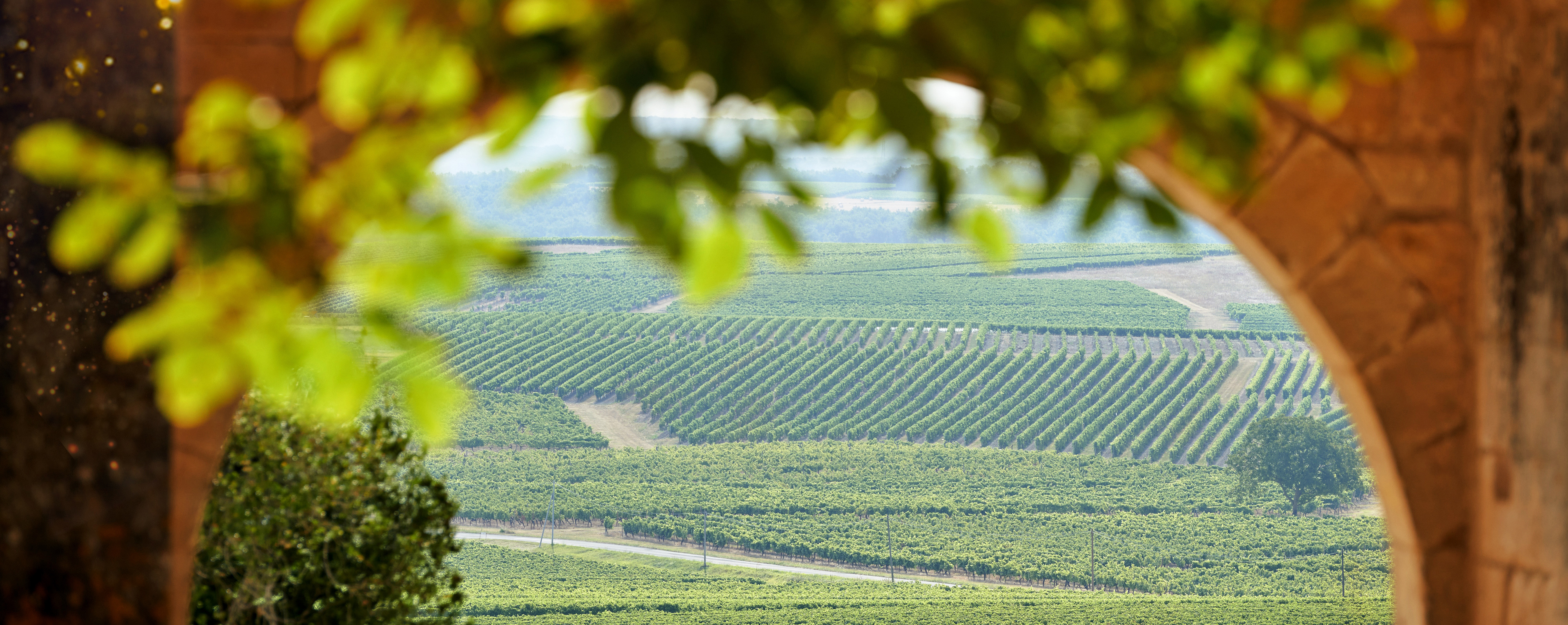Le plus grand vignoble de blanc de France (©BNIC) Le plus grand vignoble de blanc de France (©BNIC)