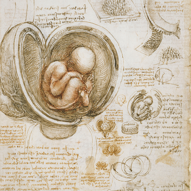 Etude du foetus par Léonard de Vinci (©Clos Lucé)