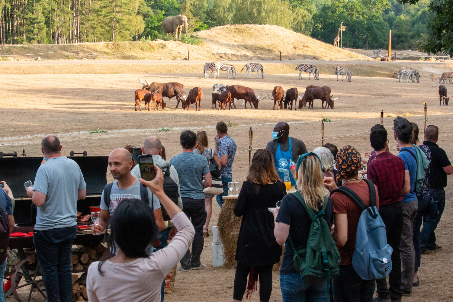 Parc de Thoiry : une soirée barbecue dans la savane francilienne (©Thoiry)