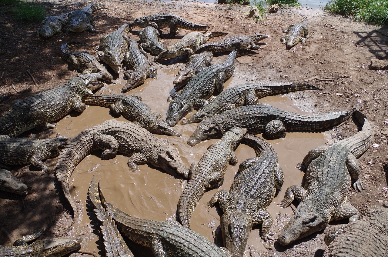 Un jeune couple mangé par des crocodiles pendant leurs vacances