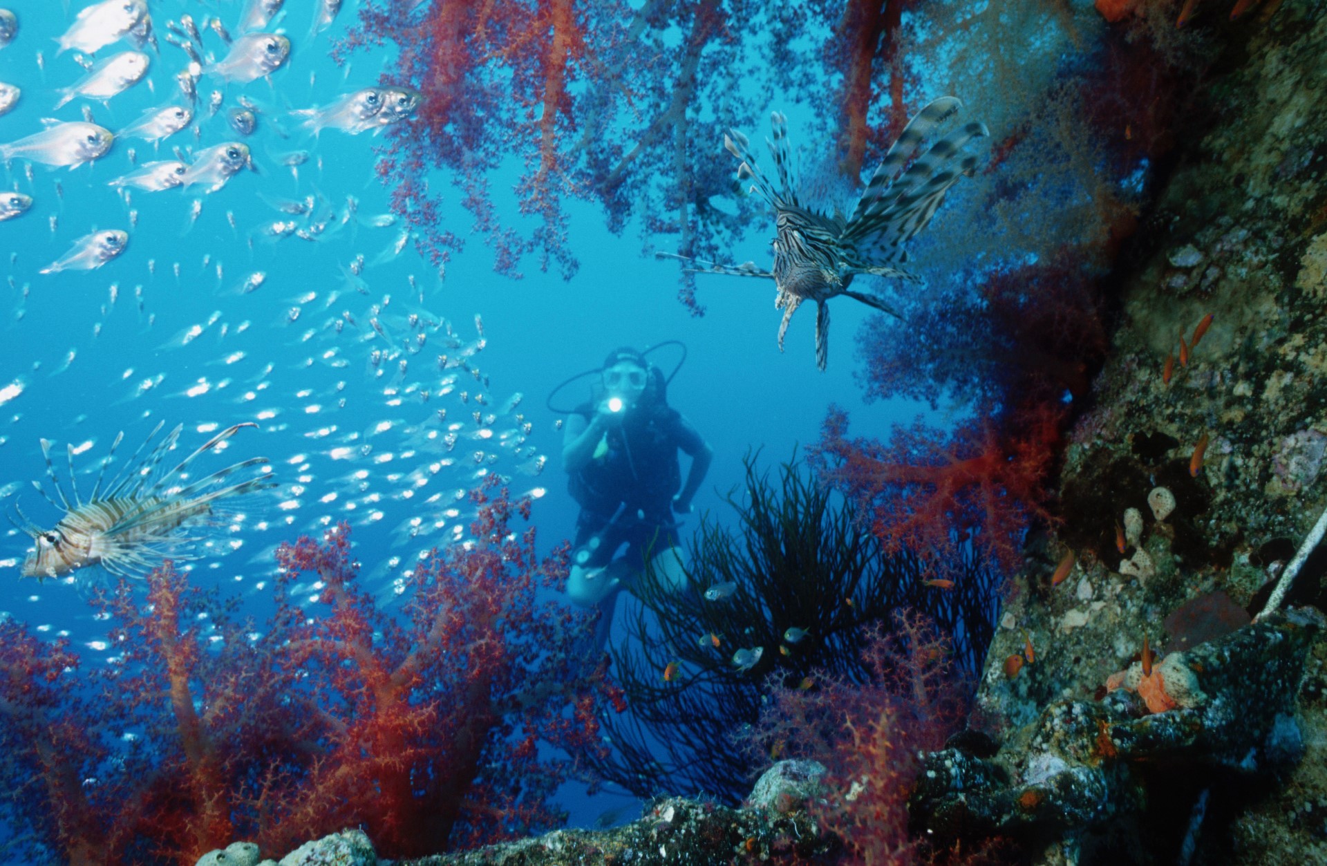 Parmi les actvités incontournables pendant ses vacances dans le golfe d'Aqaba, la plongée sous-marine (Photo Office de tourisme de Jordanie)