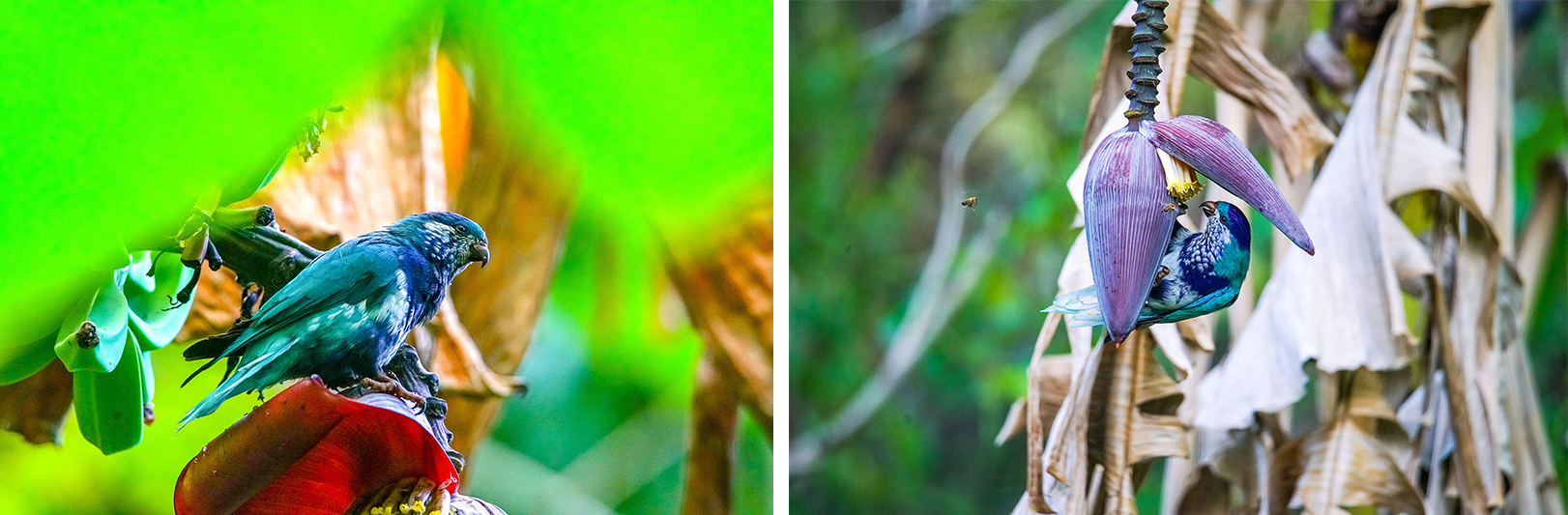 © VIKI URA - Tuihei © VIKI URA - Tuihei