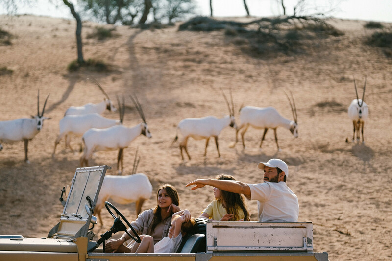 Les safaris dans la Réserve naturelle d’Al Wadi permettent de découvrir un belle faune sauvage  (Photo Ras Al Khaimah Tourism)