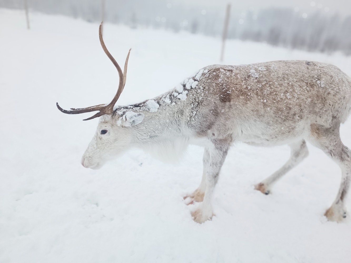 En Laponie suédoise les rennes ne peuvent être élevées et détenues que par le peuple Sami - RP