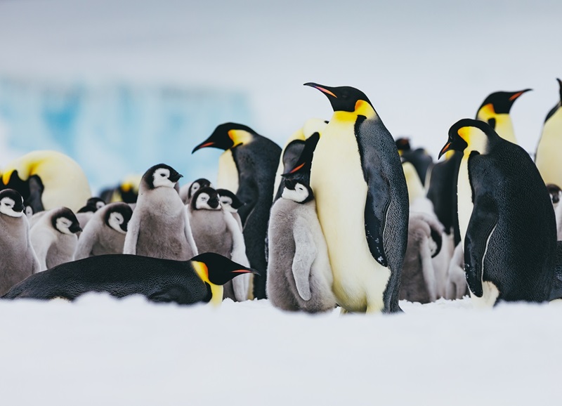 A la rencontre des manchots empereurs. @Credit David Merron.