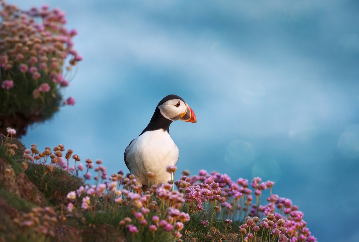 Le tourisme ornithologique se développe. Selon Birdlife, dans les années 2000, on évaluait à 78 millions dans le monde, le nombre de pratiquants, en individuels ou en groupes - DepositPhotos.com, Giedriius