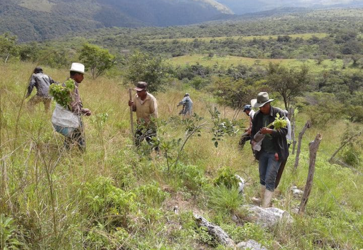 A Tree for You et FairMoove unis pour le tourisme durable - Photo : ©A Tree for You