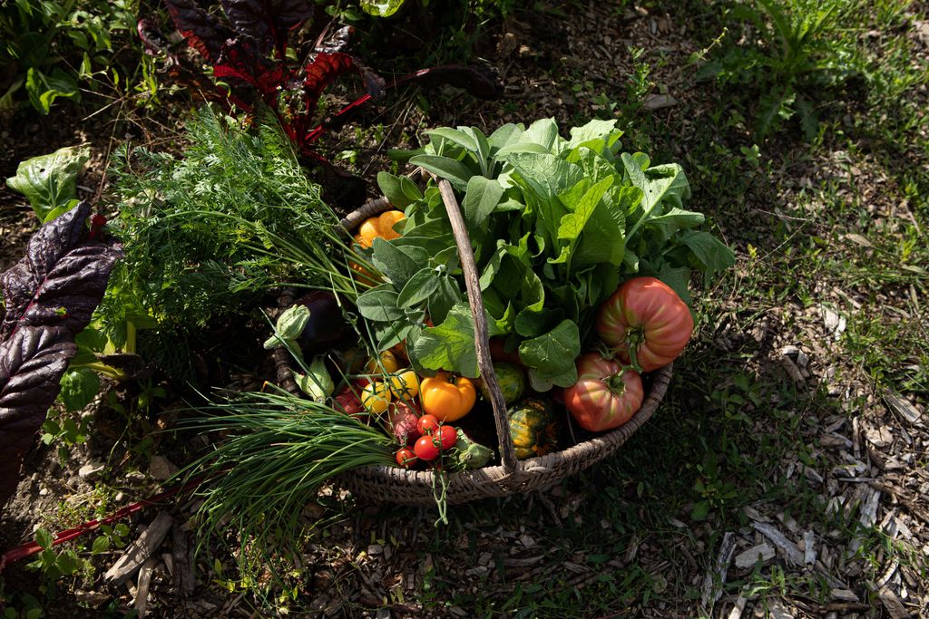 Un panier de légumes fraîchement cueillis au potager de l'Hostellerie de Levernois (©Kenzae/Hostellerie de Levernois) Un panier de légumes fraîchement cueillis au potager de l'Hostellerie de Levernois (©Kenzae/Hostellerie de Levernois)