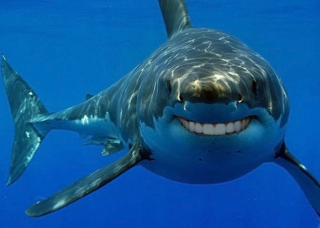 Cette pratique de s'autoportrayer, selon nos confrères de l'Express, est plus mortelle que les attaques de requins !Photo DR