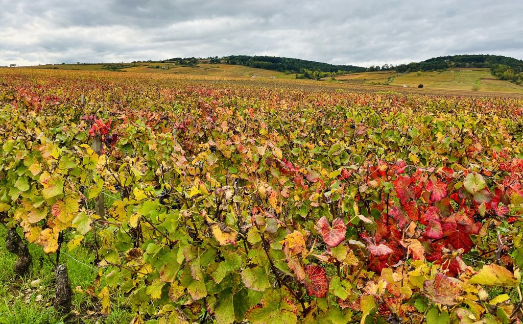 Sur le circuit de randonnée numéro 12, aux portes de Beaune (©PB) Sur le circuit de randonnée numéro 12, aux portes de Beaune (©PB)