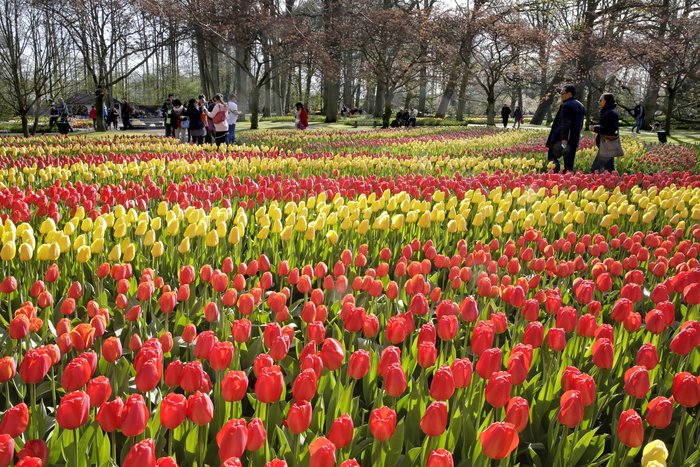 En 2015, le plus beau parc printanier du monde a atteint un record de fréquentation en accueillant 1 175 000 visiteurs - DR