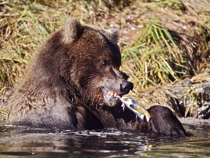 Sans saumons, pas d’ours… - Photo CP