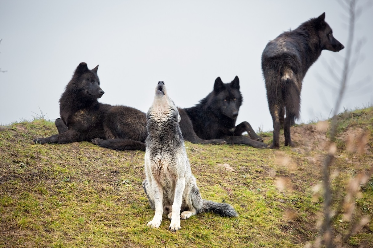Le zoo de La Boissière-du-Doré entame sa nouvelle saison - ©Zoo de la Boissière du Doré Le zoo de La Boissière-du-Doré entame sa nouvelle saison - ©Zoo de la Boissière du Doré