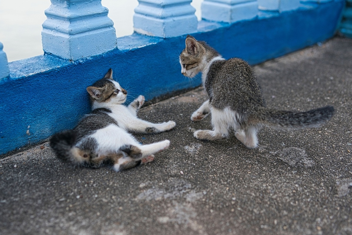 Les chats réussiront-ils à attendrir les touristes ? @depositphotos/ wirestock_creators