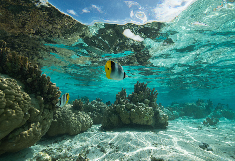 Joli petit poisson papillon qui se balade dans les eaux turquoises de la Polynésie française. DR-Salon de la plongée. Joli petit poisson papillon qui se balade dans les eaux turquoises de la Polynésie française. DR-Salon de la plongée.