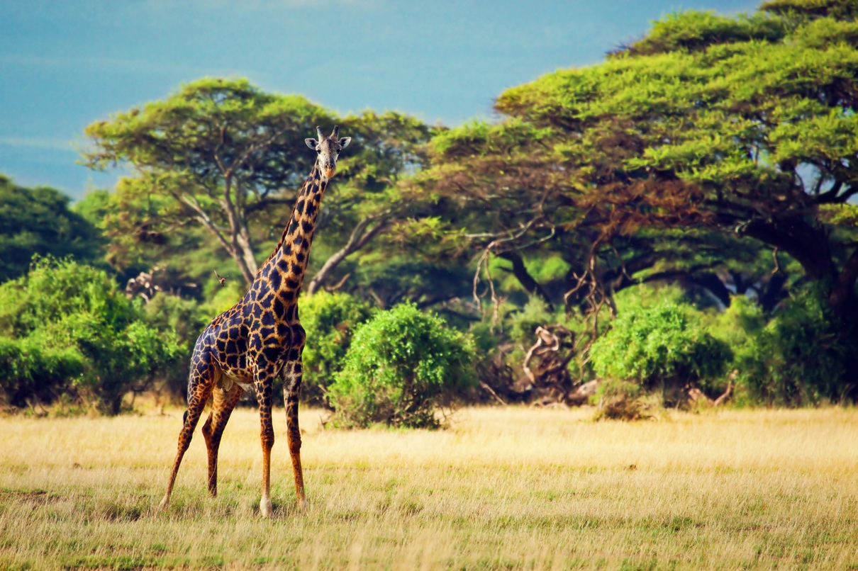 SETOSPHÈRE s’engage pour le climat au Kenya - Photo : Depositphotos.com @Photocreo